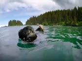 Cute otters intimately filmed by spy camera - Spy in the Wild: Episode 2 Preview - BBC One