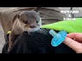 Funny Otter is Obsessed with Pacifier